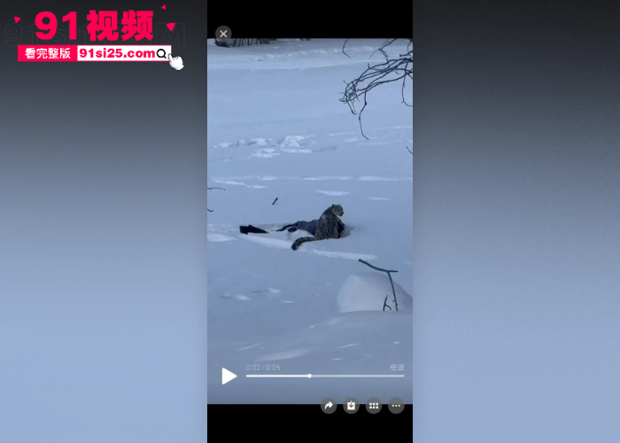 新疆可可托海突发雪豹伤人事件 女游客无视警示牌触摸猛兽 被突袭咬伤面部 血染滑雪服惨遭毁容现场视频流出 - 图9