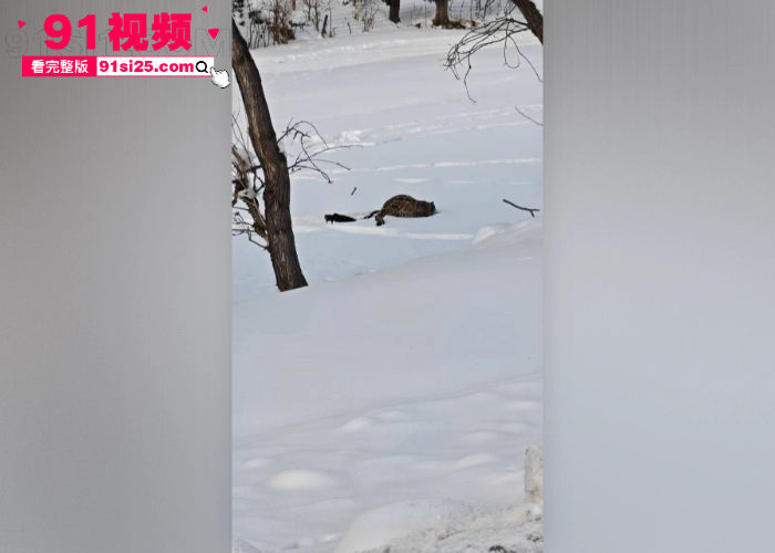 新疆可可托海突发雪豹伤人事件 女游客无视警示牌触摸猛兽 被突袭咬伤面部 血染滑雪服惨遭毁容现场视频流出 - 图10