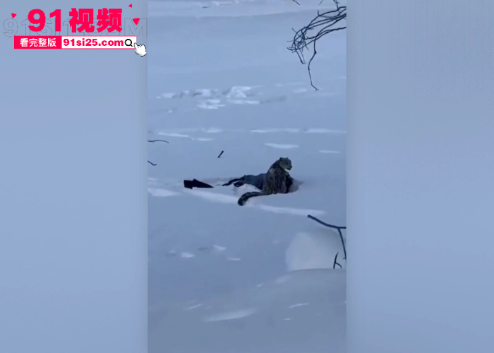 新疆可可托海突发雪豹伤人事件 女游客无视警示牌触摸猛兽 被突袭咬伤面部 血染滑雪服惨遭毁容现场视频流出 - 图13