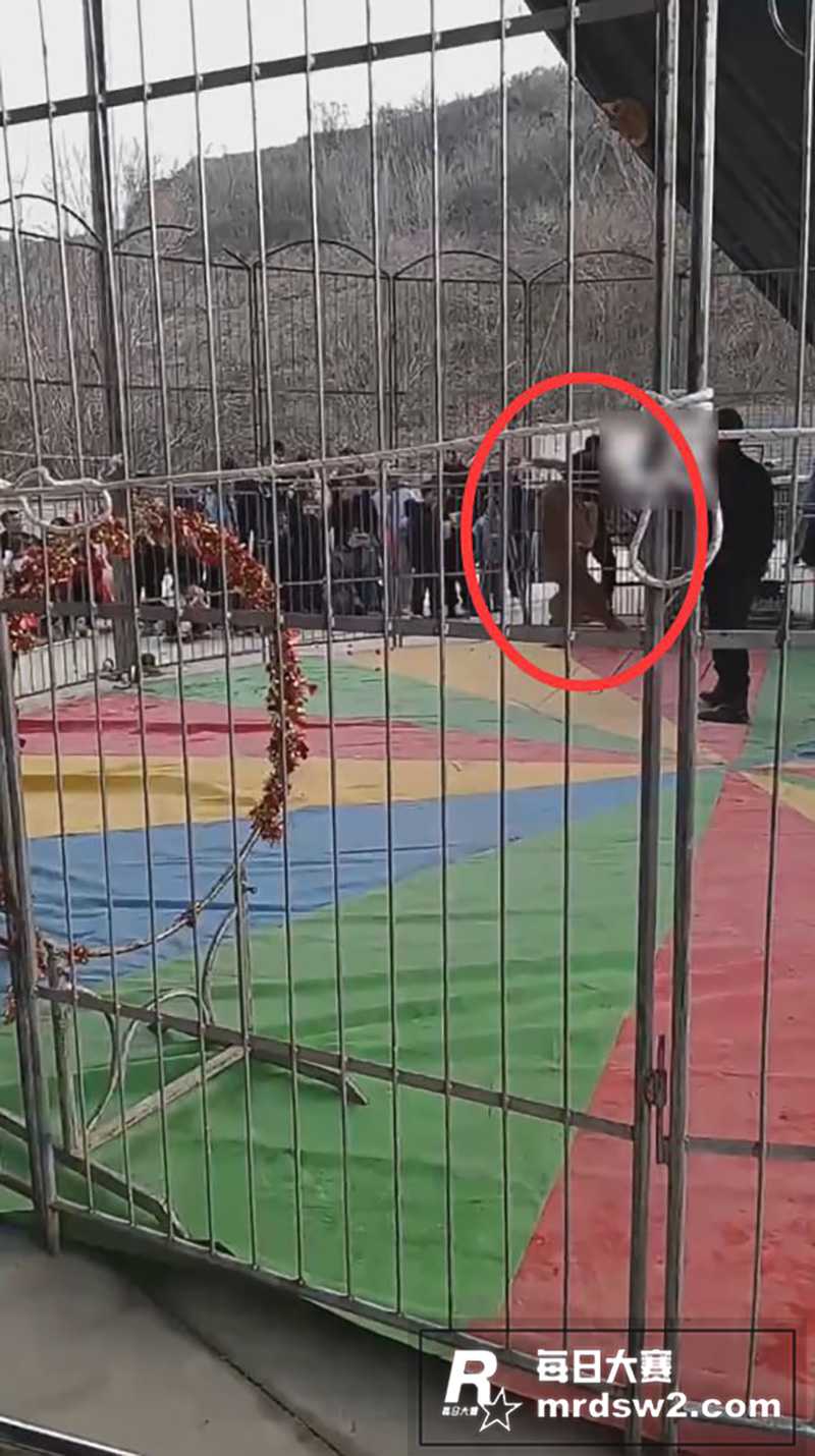 山西狮子咬人事件！大相关图片4