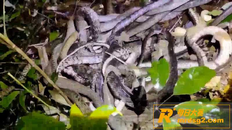 成都青龙湖惊现大规模相关图片1
