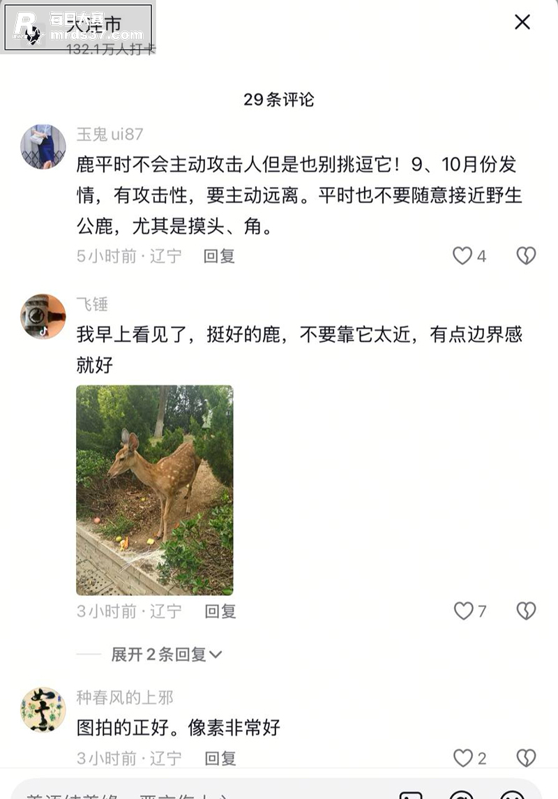 大连梅花鹿伤人事件！相关图片4