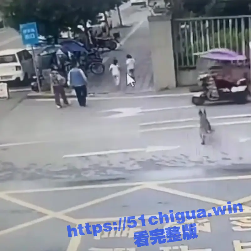一波未息一波又起 !四川乐山夹山某小区门口又发生不栓狗链的狗撕咬 图1
