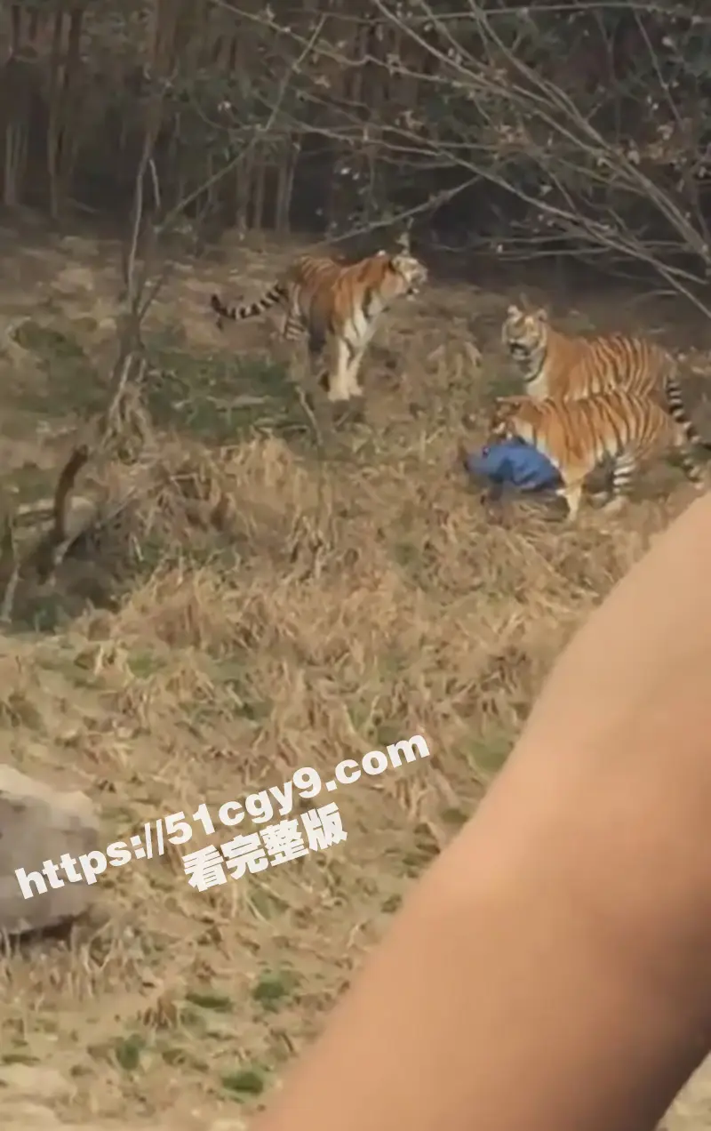 浙江宁波雅戈尔动物园 老虎吃人事件 现场完整高清版视频来袭！ 图3