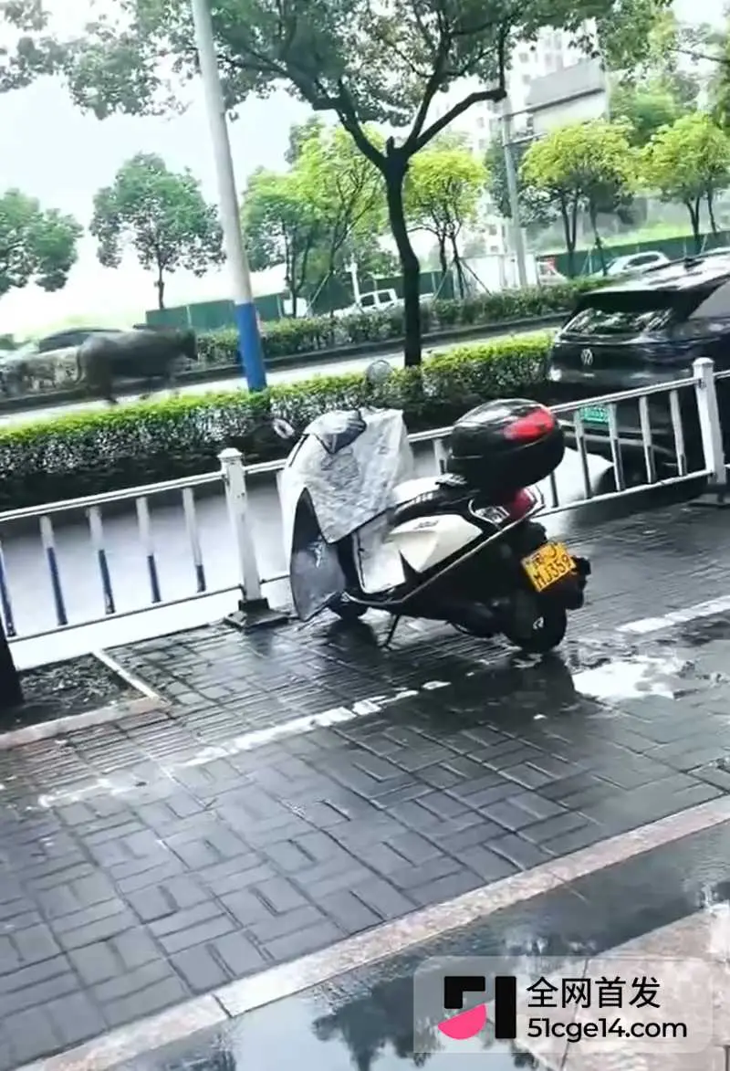 福建宁德突发疯牛狂奔事件 多车被撞受损 全网玩梗铁扇公主跟猴哥私奔 气疯绿帽牛魔王 图4