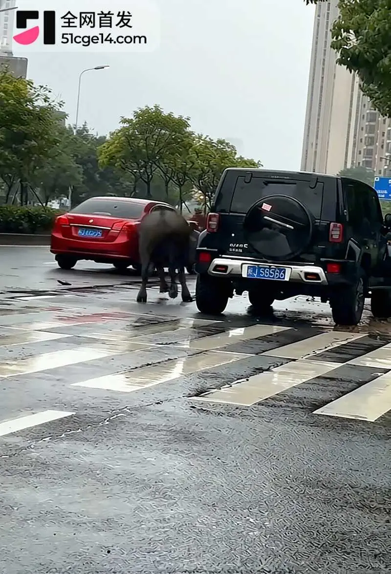 福建宁德突发疯牛狂奔事件 多车被撞受损 全网玩梗铁扇公主跟猴哥私奔 气疯绿帽牛魔王 图1