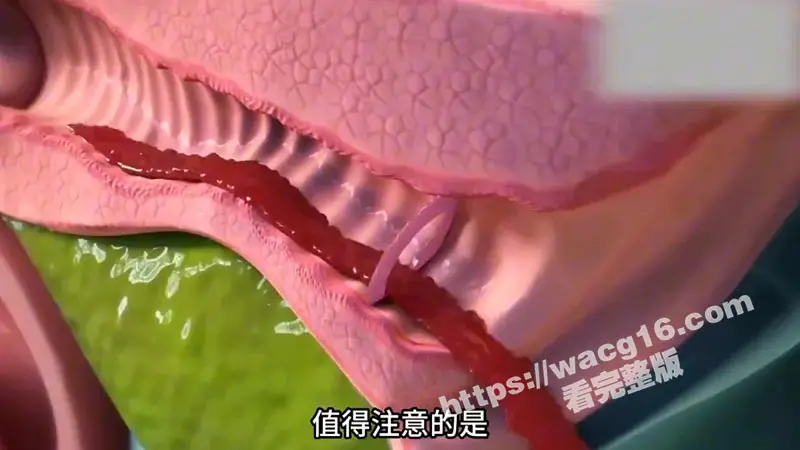 瓜友科普时间到！一起来了解女性神秘处女膜的生理构造与神奇存在意义吧！ 图5