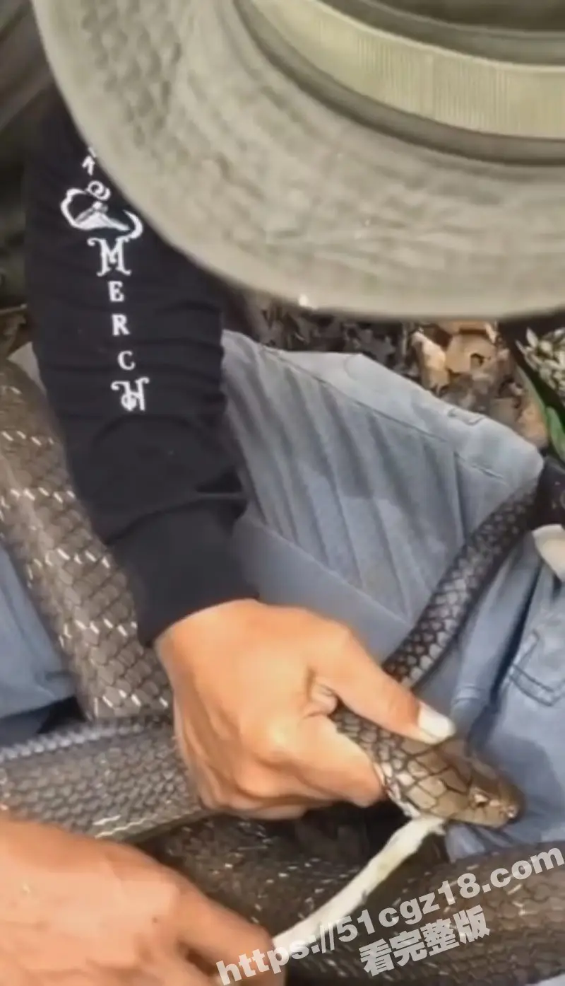 巴西原始雨林 男子被眼镜蛇咬到鸡巴不撒口 当场失禁漏尿 这是真的看的都疼! 图1