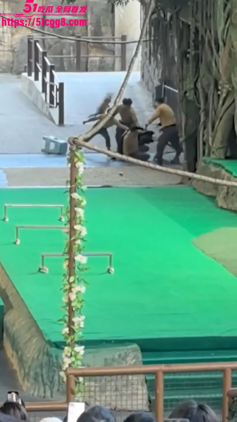 杭州野生动物园惊魂!黑熊突然发狂扑倒饲养员 张嘴猛撕咬 同事抄家伙拼死营救 饲养员死里逃生零伤亡! 图5