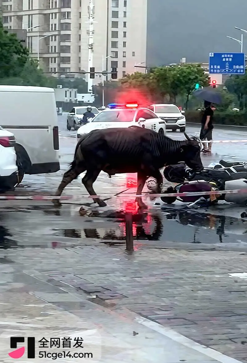 福建宁德突发疯牛狂奔事件 多车被撞受损 全网玩梗铁扇公主跟猴哥私奔 气疯绿帽牛魔王 图3