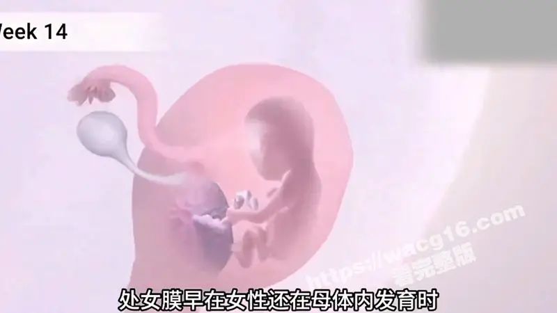 瓜友科普时间到！一起来了解女性神秘处女膜的生理构造与神奇存在意义吧！ 图2