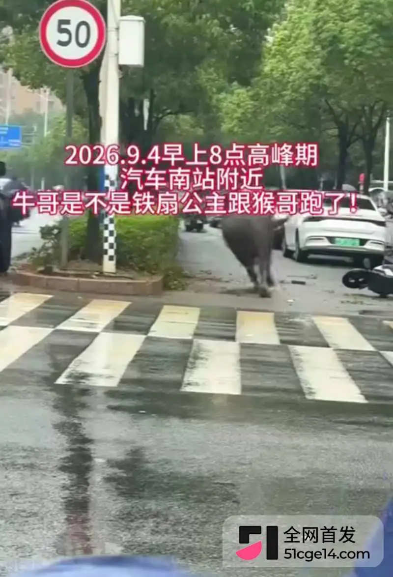 福建宁德突发疯牛狂奔事件 多车被撞受损 全网玩梗铁扇公主跟猴哥私奔 气疯绿帽牛魔王 图6