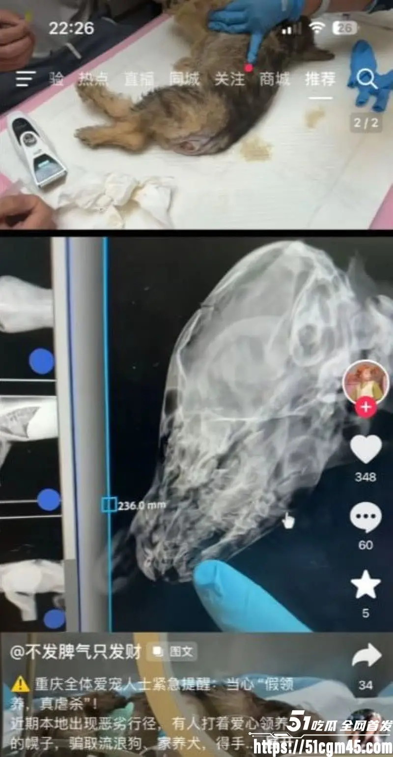 重庆山姆打包哥 李萌 领养小狗残忍虐杀致死 夫妻剪牙断尾骨折抛尸丧心病狂! 图9