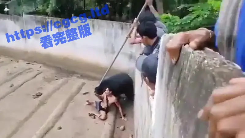 泰国某动物园内 一男子作死用食物戏弄黑熊 不料却被发怒的黑熊拖进围栏疯狂撕咬拖拽 图1