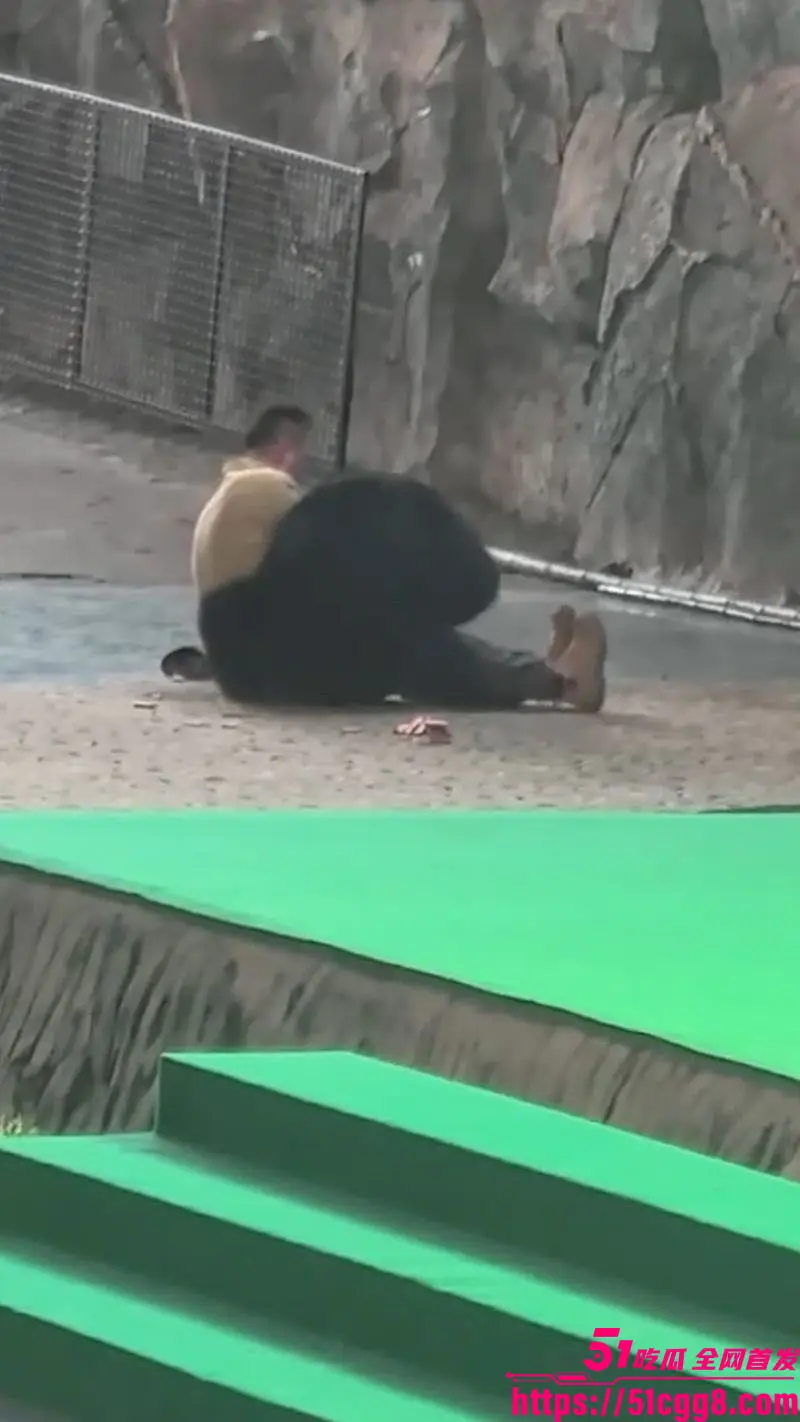 杭州野生动物园惊魂!黑熊突然发狂扑倒饲养员 张嘴猛撕咬 同事抄家伙拼死营救 饲养员死里逃生零伤亡! 图2