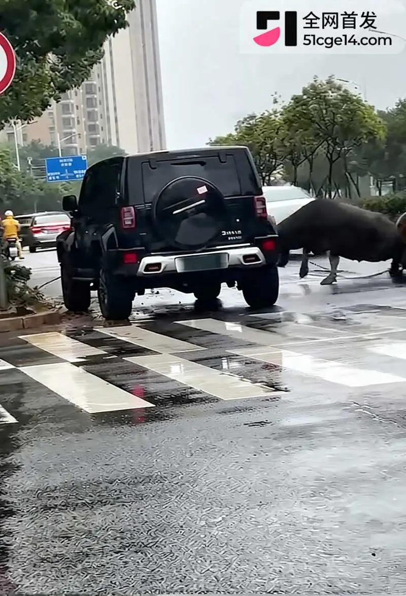 福建宁德突发疯牛狂奔事件 多车被撞受损 全网玩梗铁扇公主跟猴哥私奔 气疯绿帽牛魔王 图2