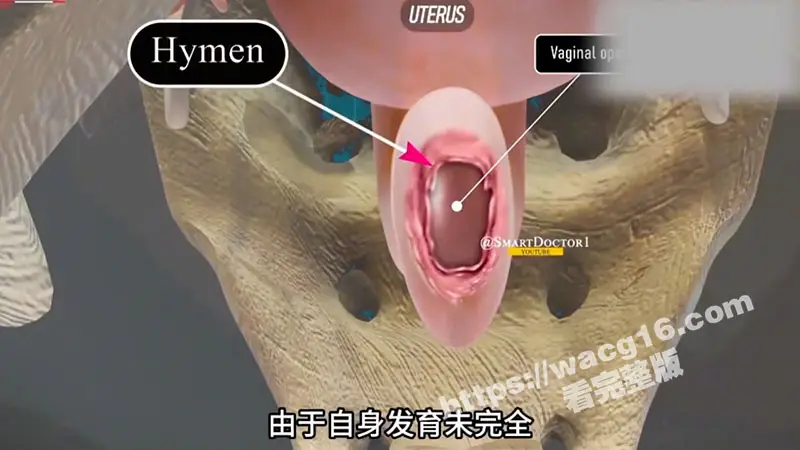 瓜友科普时间到！一起来了解女性神秘处女膜的生理构造与神奇存在意义吧！ 图3