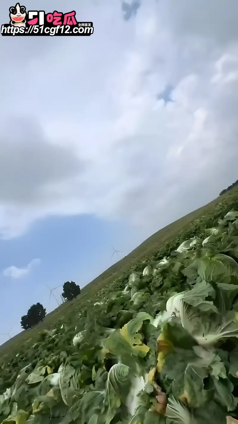 抖音环保博主 渔猎齐哥 曝光河北张家口康保白菜蘸甲醛保鲜全过程 真是无奸不商 图6