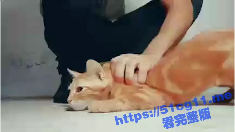 可爱的小猫被主人活生生的虐待致死,太可怜了 图1