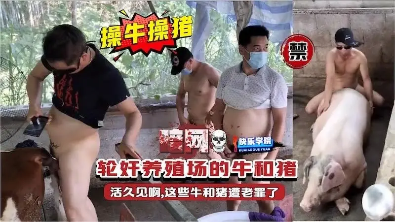 【操牛操猪】轮奸养殖场的牛和猪  活久见啊  这些牛和猪遭老罪了