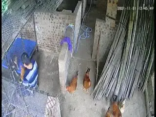 【独家爆料】媳妇不如“鸡”?趁着媳妇看电视“奸鸡给狗看”艹的“鸡”嗷嗷叫!!
