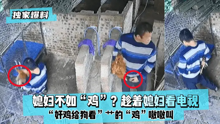 【独家爆料】媳妇不如“鸡”?趁着媳妇看电视“奸鸡给狗看”艹的“鸡”嗷嗷叫!!