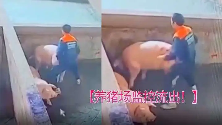 养猪场监控流出：有洞就操，母狗骚穴随便干！