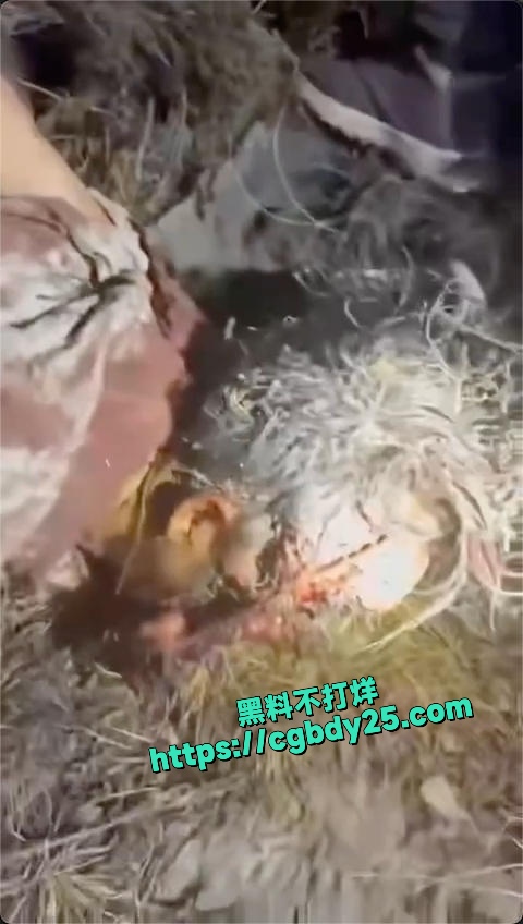 抖音上传的很火的去西藏旅游被熊吃了15