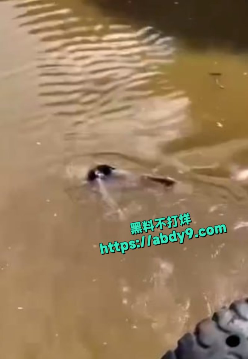 男子河中游泳惊遇鳄鱼袭击5