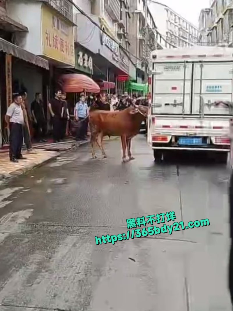 湖南益阳牛伤人2