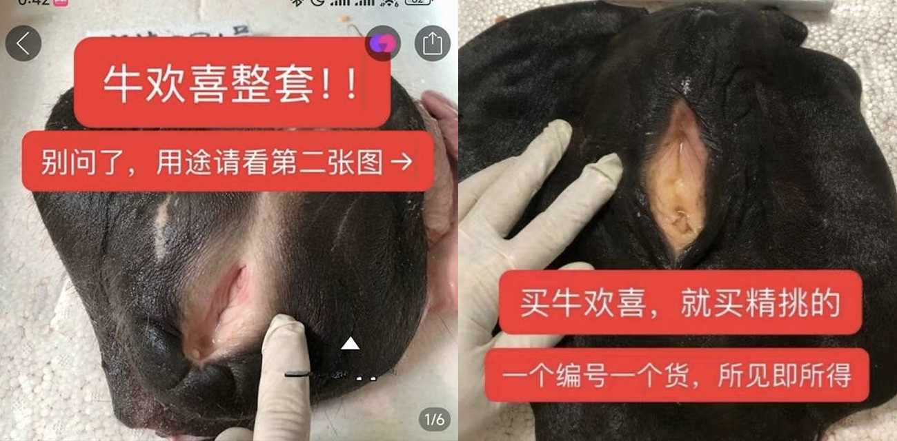 牛逼现在不止能吹还能操？某宝卖牛欢喜套装 一逼双用创意炸裂！