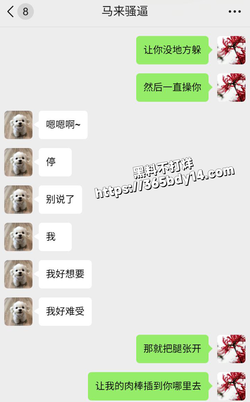 网调马来西亚小妞9