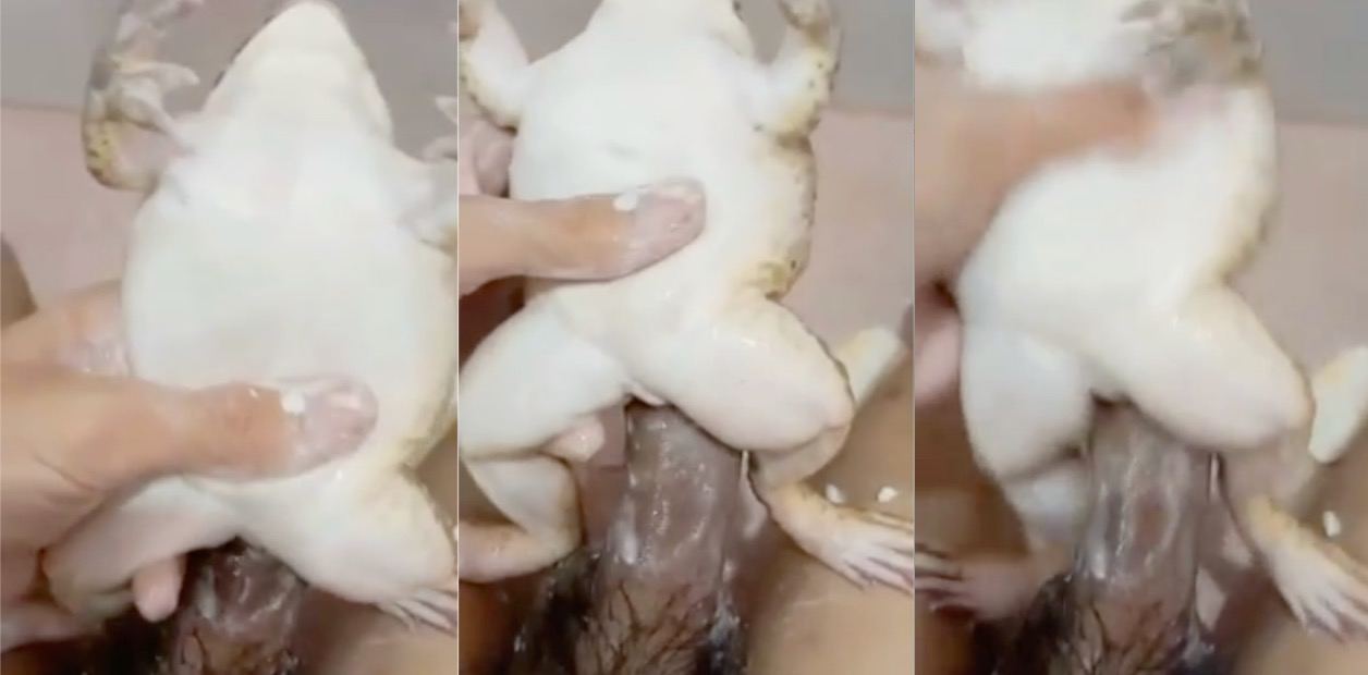林子大了什么鸟都有 饥渴大兄弟菜市场买牛蛙当飞机杯 牛蛙这辈子算是直了
