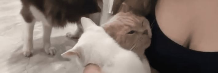 【新奇视频】咪咪看着都想摸人看着会不想摸一下