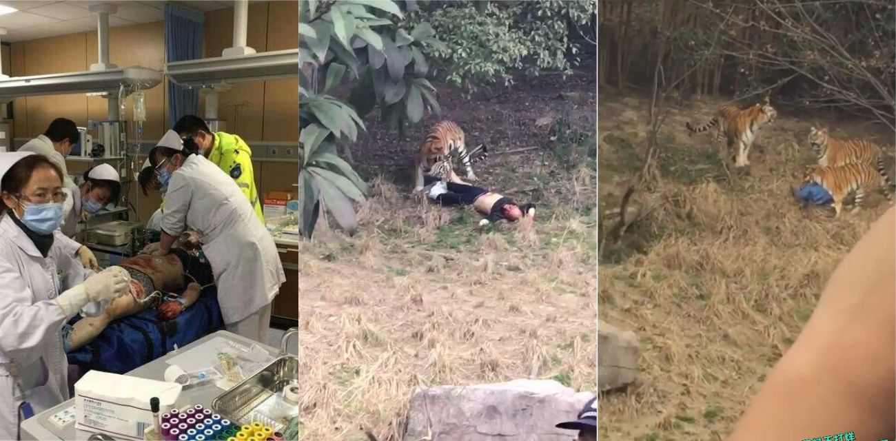 宁波雅戈尔动物园惊魂一刻 翻栏闯虎园男子被群虎撕咬 高清视频曝光惨死真相