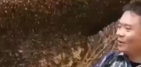 【新奇视频】有的老铁说，那个蜜蜂为什么不蜇我，嗷嗷嗷！！