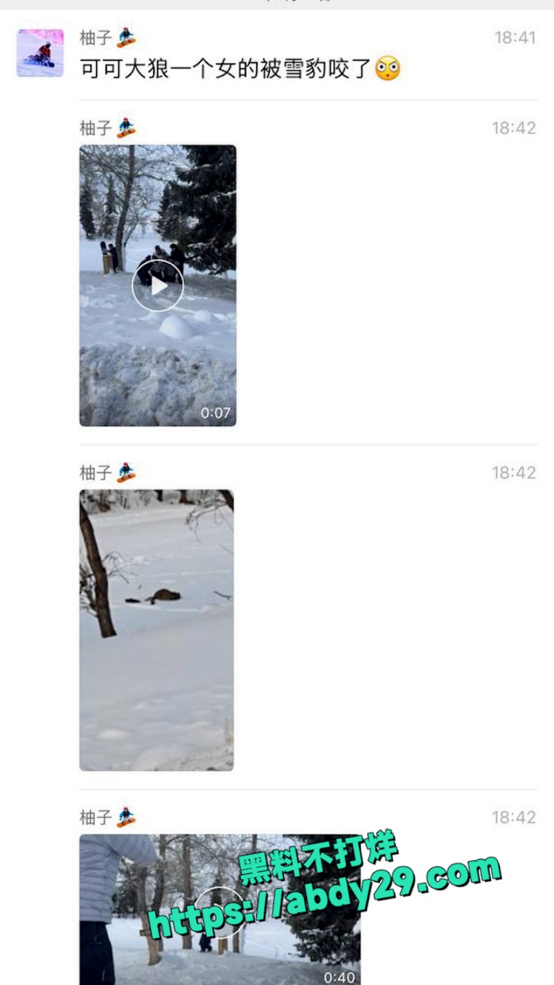 新疆可可托海发生雪豹伤人事件 12