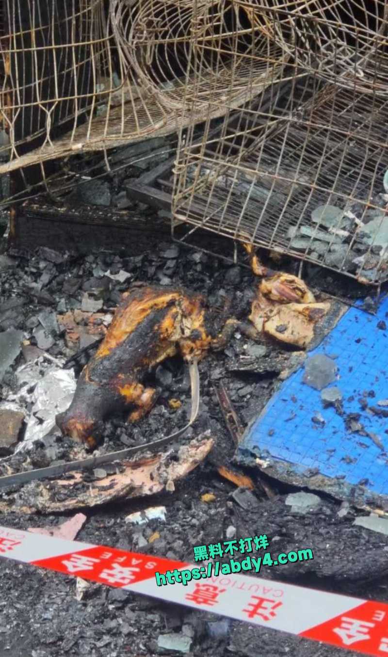 广东揭阳普宁流沙大道宠物店突发火灾 4