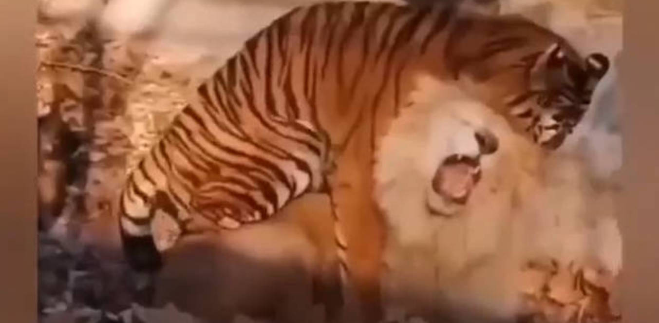 老虎操狮子下面竟然是公狮子 虎狮兽梗成笑话 旁边还有狗围观太抽象