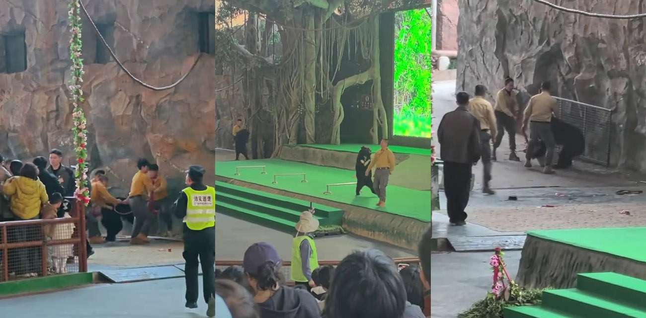 杭州野生动物园黑熊袭击饲养员事件 现场惊魂一幕让人看了血压直线飙升