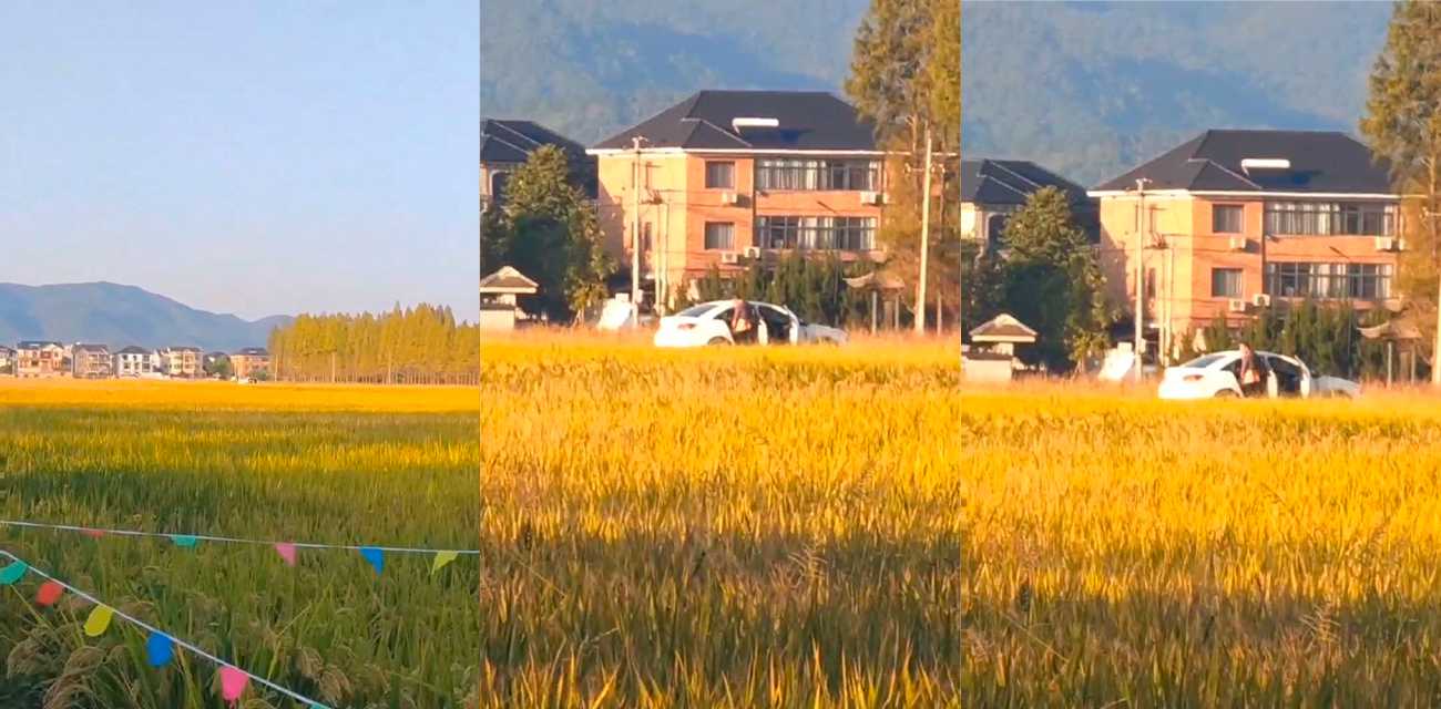 风吹麦浪 鸡儿痒痒 小情侣户外田间野战被偷拍 两人直接放飞自我！