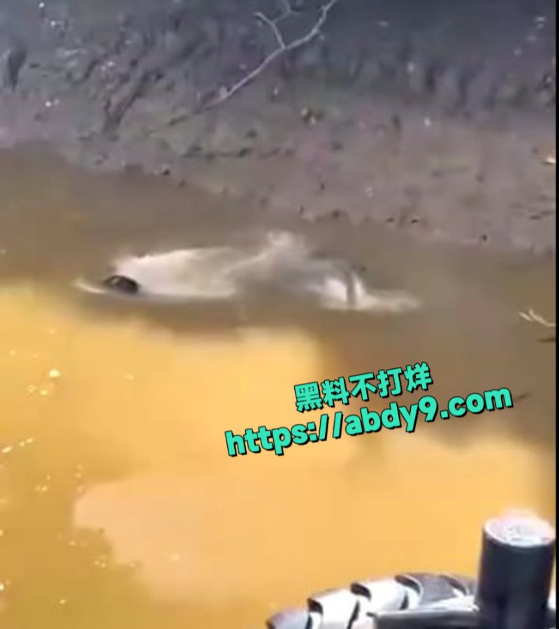 男子河中游泳惊遇鳄鱼袭击3