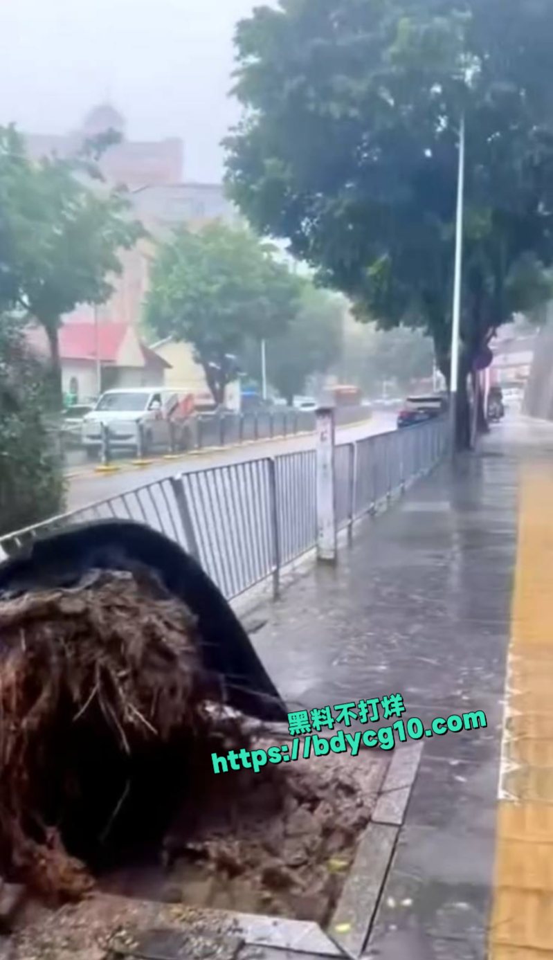 超级台风韦帕登录广东所到之处一片狼藉1