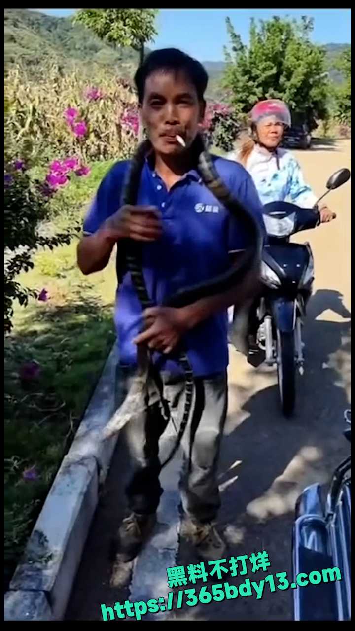 贵州眼镜王蛇 3
