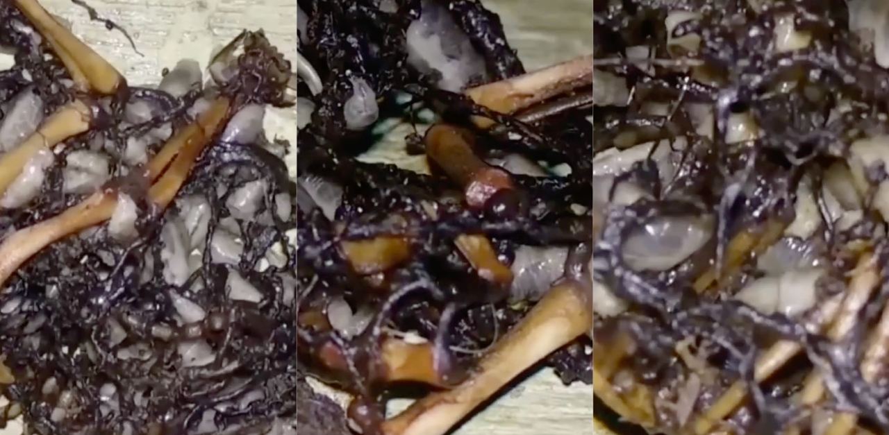 猫猫头惨遭蛆虫疯狂啃食 腐烂尸体爬满白蛆现场太残忍