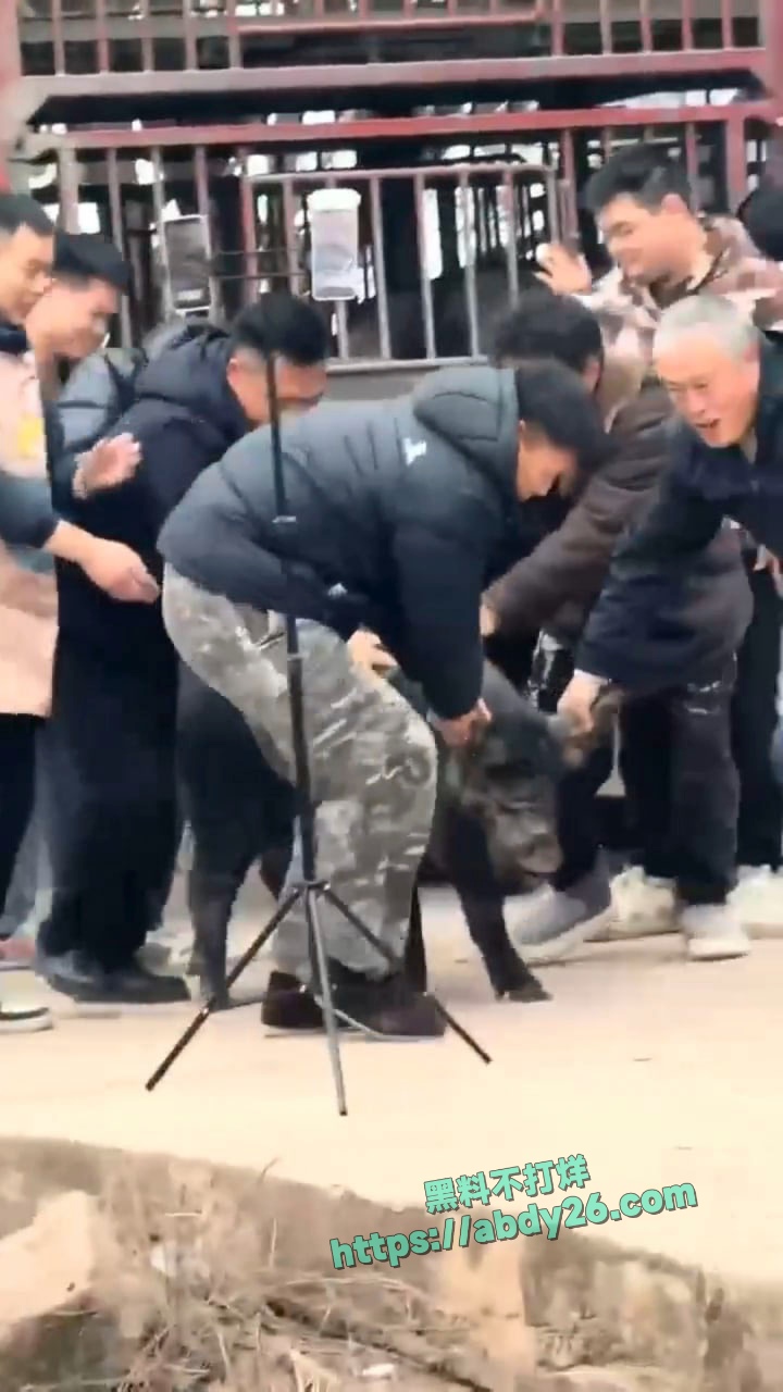 重庆合川呆呆杀猪事件燃爆网络 9