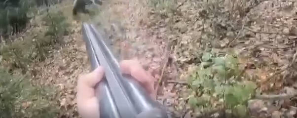 黑熊被老猎人持枪狩猎 走位飘忽打不到还反过来吓唬猎人 野生动物太聪明