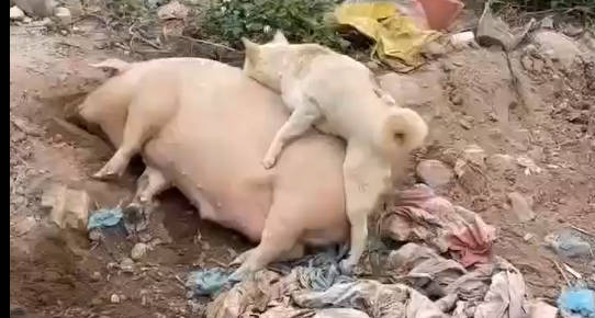 绝对的新奇视频 狗骑在猪身上疯狂的后入 狗鸡吧操猪逼 真是牛逼
