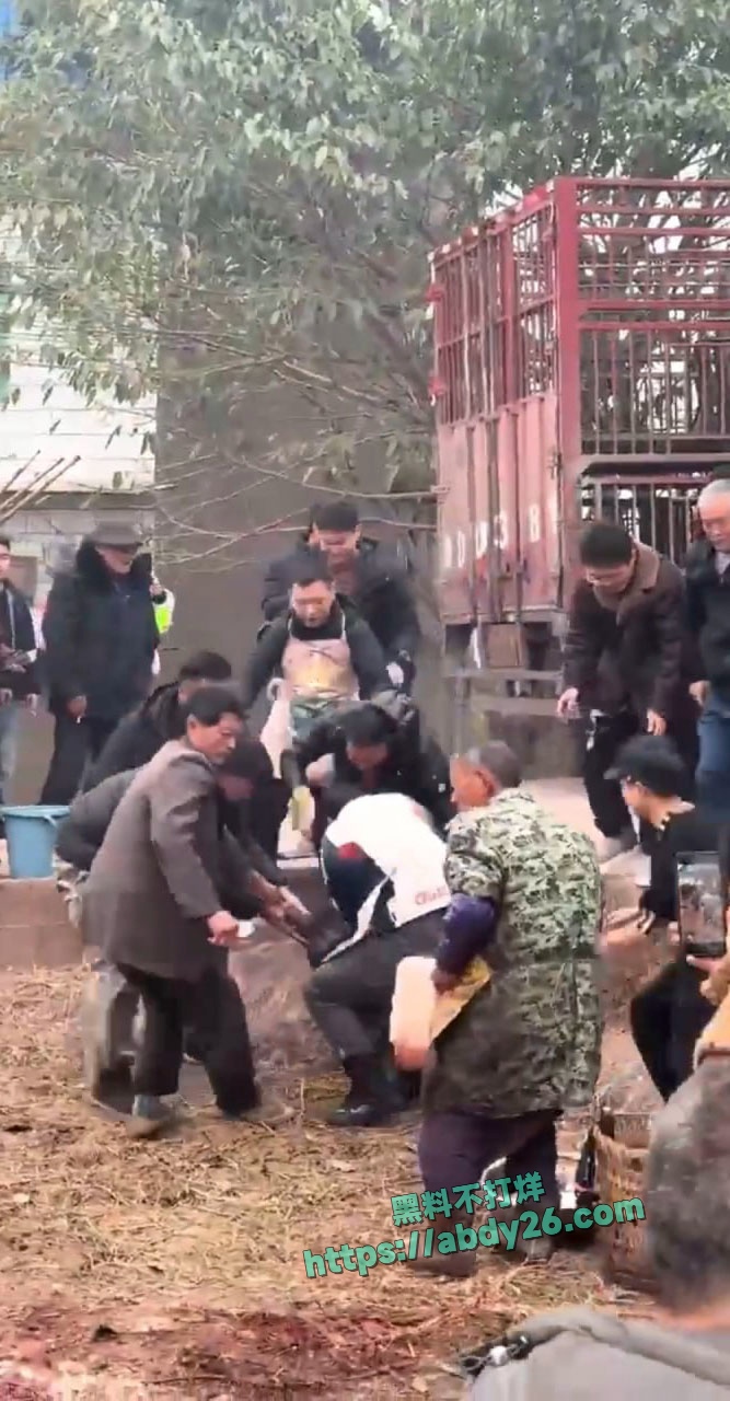 重庆合川呆呆杀猪事件燃爆网络 8