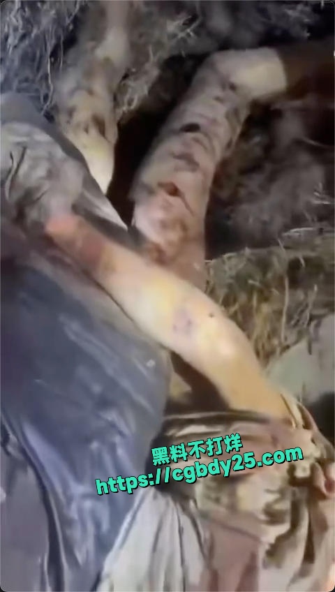 抖音上传的很火的去西藏旅游被熊吃了13